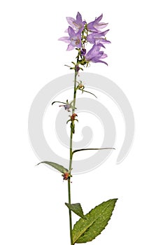 Giant bellflower isolated on white