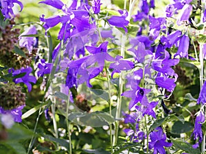 Giant bellflowers, Campanula latifolia, blooming in the garden