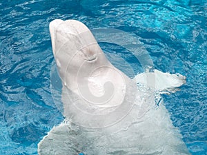 A giant beluga whale in the pool