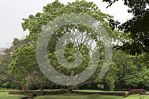 Giant big tree Sri Lanka photo