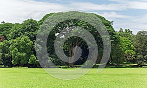 Giant big tree with grass near and blue sky