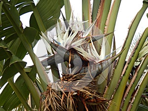 Giant Bird of Paradise Plant