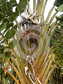 Giant Bird of Paradise Plant