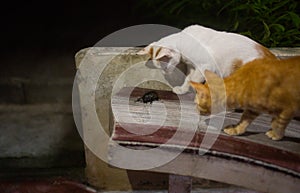 Giant black Bug on the red bench and Cats