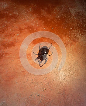 Giant black Bug on the red ground night time photo