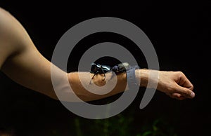 Giant black Bugs on the mans hand in the light of the lamp