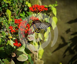 The giant black butterfly on the red flower is finding the pollen.