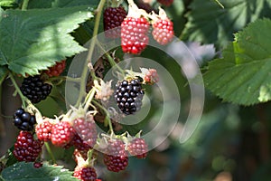 Giant almost black giant blackberries