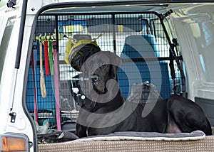 Giant black Great Dane dog sitting in car waiting for owner