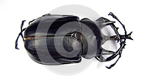 Giant black rhinoceras beetle Megasoma actaeon isolated on white. Collection beetles. Dynastidae. Coleoptera.