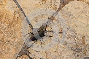 A giant black sawyer beetle