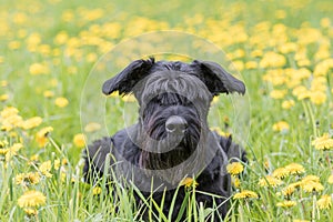 Giant Black Schnauzer Dog lying at the dandelion meadow