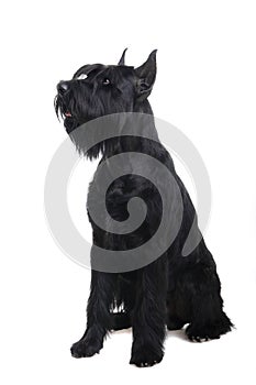 Giant black schnauzer on white