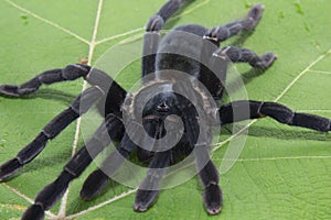 Giant Black spider isolate on green