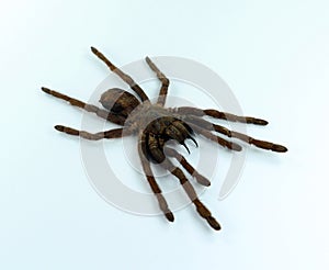 Giant black spider tarantula isolated on white. Erypelma spinius macro close up, arachnidae, collection insect