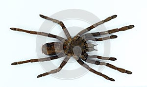 Giant black spider tarantula isolated on white. Erypelma spinius macro close up, arachnidae, collection insect