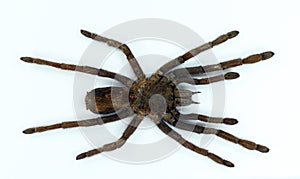 Giant black spider tarantula isolated on white. Erypelma spinius macro close up, arachnidae, collection insect photo