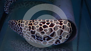 Giant black spotted moray eel underwater