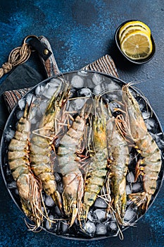 Giant Black tiger prawns shrimps on a plate with ice. Raw Seafood. Blue background. Top view