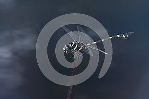 A giant black and yellow dragonfly