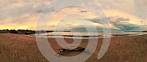 Giant blue crab on the beach in a panoramic sunset in selective focus