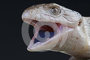 Giant blue-tongued skink / Tiliqua gigas