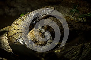 Giant bluetongue skink lizard