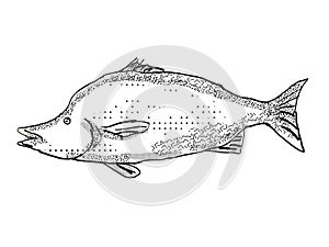 Giant Boarfish New Zealand Fish Cartoon Retro Drawing