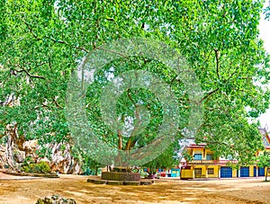 The giant Bodhi Tree of Wat Suwan Kuha, Phang Nga, Thailand