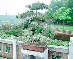 Giant bonzai tree at the garden in Wuhan China