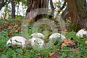 Giant bovist Calvatia gigantea on a meadow