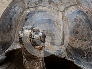 Giant Box Turtle Up Close with Head and Shell