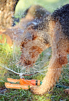 Giant breed Airedale Terrier dog playing in water