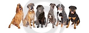 Giant Breed Dog Group