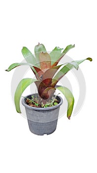 Giant bromeliad alcantarea imperialis isolated on white background for graphic garden design purpose