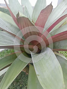 giant bromeliad flower that is dashing and charming