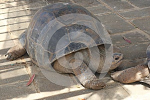 Giant Brown Big Galapgos Earth Tortoise Turtle photo