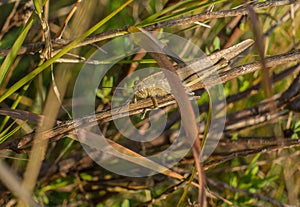 Giant brown Grasshopper vegetation camouflage