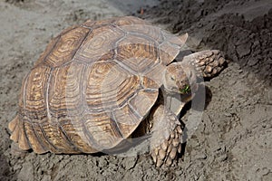 Giant brown turtle on the sand