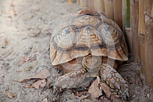 giant brown turtle zoology on sand cage outdoor