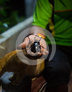 Giant Bug Atlas black Beetle on the mans hand night time