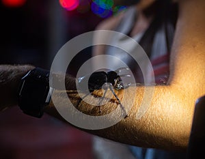 Giant Bug Atlas black Beetle on the mans hand night time