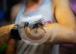 Giant Bug Atlas black Beetle on the mans hand night time