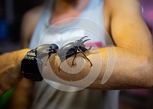 Giant Bug Atlas black Beetle on the mans hand night time photo