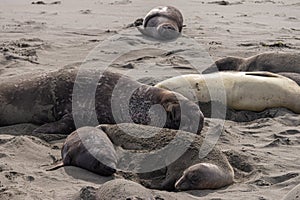 Giant bull and females at Elephant Seal Vista Point, San Simeon, CA, USA