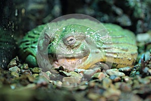 Giant bullfrog