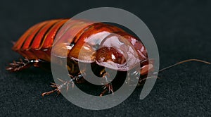 The Giant burrowing cockroach