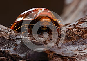 The Giant burrowing cockroach