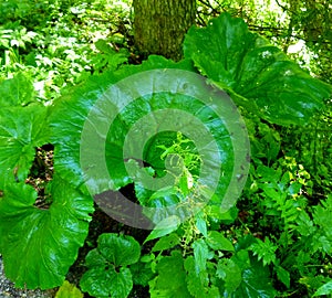 Giant butterbur leaves in the forest