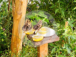 Giant butterflies resting on citrus fruits